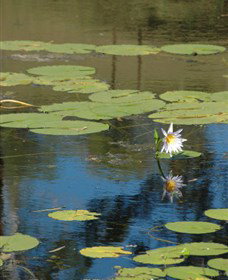 Cabins@theView - Stayed 1