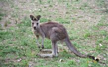 Burrinjuck Waters Holiday Park Accommodation - Stayed 1