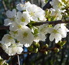 Coolah Caravan Park - Stayed