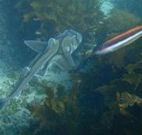 Honeymoon Bay - Stayed