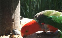 Jervis Bay Cabins And Hidden Creek Real Camping - Stayed 3