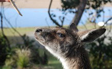 Joalah Holiday Park - Stayed 1