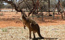 Mungo Lodge Tours And Accommodation - Stayed 4
