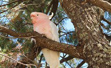 Mungo Lodge Tours And Accommodation - Stayed 5