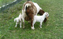 Big Bell Farm - Stayed 4