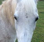 Eaglewood B and B and Farmstay - Stays Accommodation