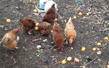 Eaglewood B And B And Farmstay - Stayed 2