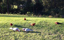 Eaglewood B And B And Farmstay - Stayed 3