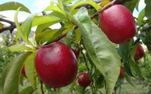 Ralda's Cottage - Stays Accommodation 2