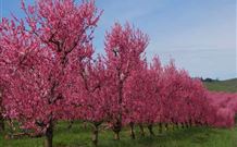 Ralda's Cottage - Stays Accommodation 1