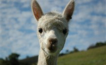 Toolond Plantation - Stayed 2