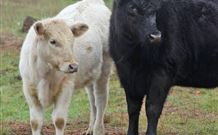 The York Heritage Hotel And Terraces - Stays Accommodation 4