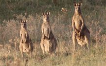 The York Heritage Hotel And Terraces - Stays Accommodation 6