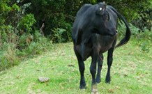 Yarralong BnB And Farm Stay - Stayed 1