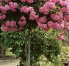 Eden Bed and Breakfast - Stayed