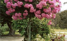 Eden Bed And Breakfast - Stayed 0