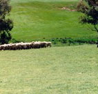 Gooromon Park Cottages - Stays Accommodation