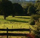 Pines on the Plateau - Stayed