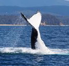 Snug Cove Bed and Breakfast - Stayed