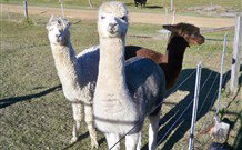 Sunrise Bed And Breakfast - Stayed 4