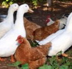 Walls Court Bed and Breakfast - Stayed