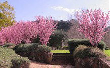 Yellow Dog Cottage - - Stayed 2