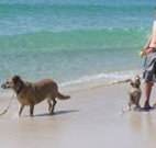 A Paradise Bungalow Waterfront - Stayed