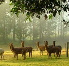Crookshanks Cottage - Stayed