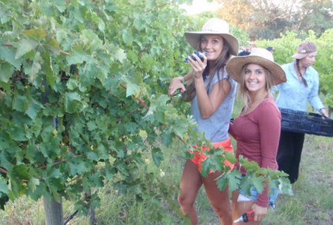 McLaren Vale Backpackers - Stayed 0