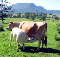 Cedar Glen Farmstay - Stays Accommodation