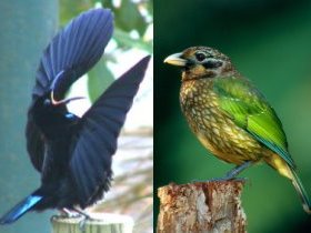 Chambers Wildlife Rainforest Lodges - Stayed 1