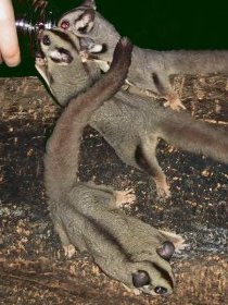 Chambers Wildlife Rainforest Lodges - Stayed 3