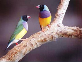 Jabiru Safari Lodge At Mareeba Wetlands - Stayed 1