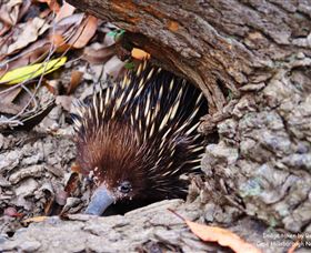 Cape Hillsborough Nature Tourist Park - Stayed 2