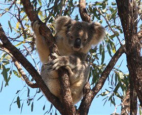 Destiny Boonah ECO Cottages And Donkey Farm - Stayed 2