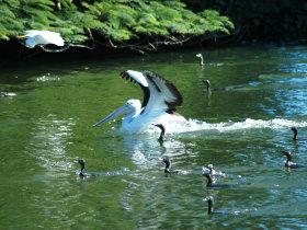 Alexander Lakeside Bed And Breakfast - Stayed 1