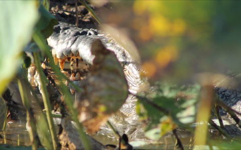 Corroboree Park Tavern - Stayed 6