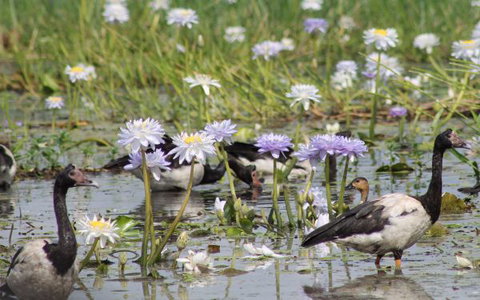 Corroboree Park Tavern - Stayed 10