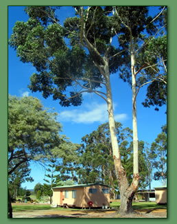 Kalgan River Chalets And Caravan Park - Stayed 0