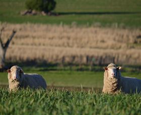 Curringa Farm Accommodation - Stayed 4