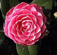 Cloverlea Gardens Bed and Breakfast - Stayed