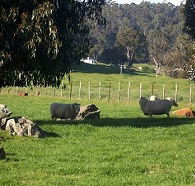 Ferndale Guest Cottage - Stayed