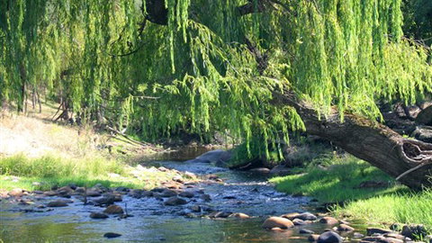 Elmstead Cottages - Stayed 5