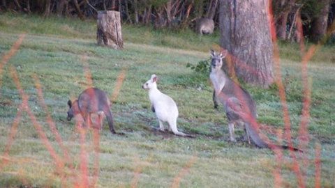 Yering Gorge Cottages - Stayed 4