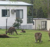 Halls Gap Caravan Park - Stayed