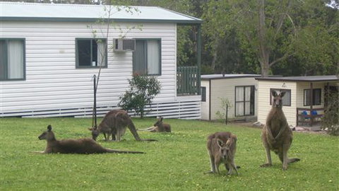 Halls Gap Caravan Park - Stayed 0
