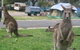 Halls Gap Caravan Park - thumb 4