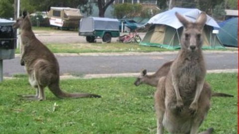 Halls Gap Caravan Park - Stayed 4