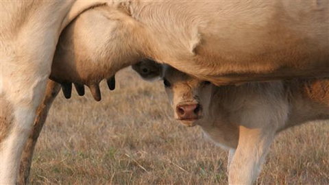 Cathedral Valley Farm - Stayed 1