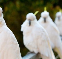 Aireys Inlet Getaway Resort - Stayed